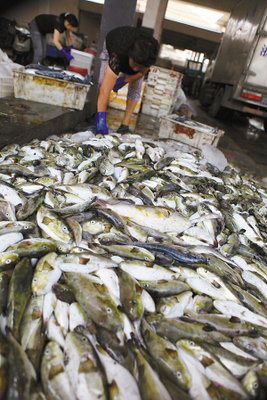 溫嶺松門水產市場驚現野生河豚交易，食品安全警鐘再響
