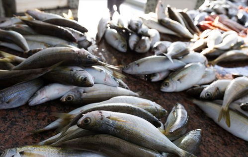 豬價重挫引發連鎖反應 豬肉、雞蛋、魚價齊跌，農產品市場迎來調整期